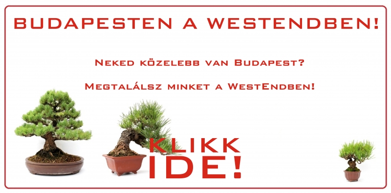 bonsai vasarlas budapesten a westendben marczika bonsai studio erd